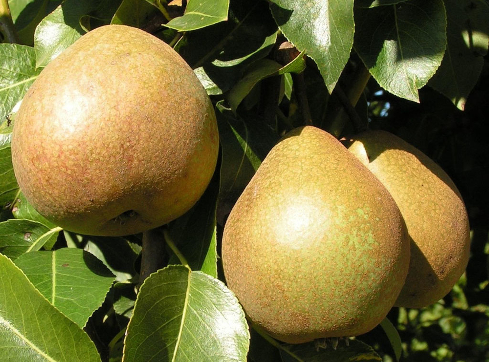 Груша Белорусская поздняя (Pyrus communis 'Belorusskaya Pozdnyaya')