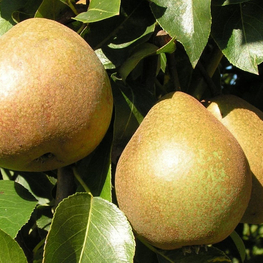 Груша Белорусская поздняя (Pyrus communis 'Belorusskaya Pozdnyaya')