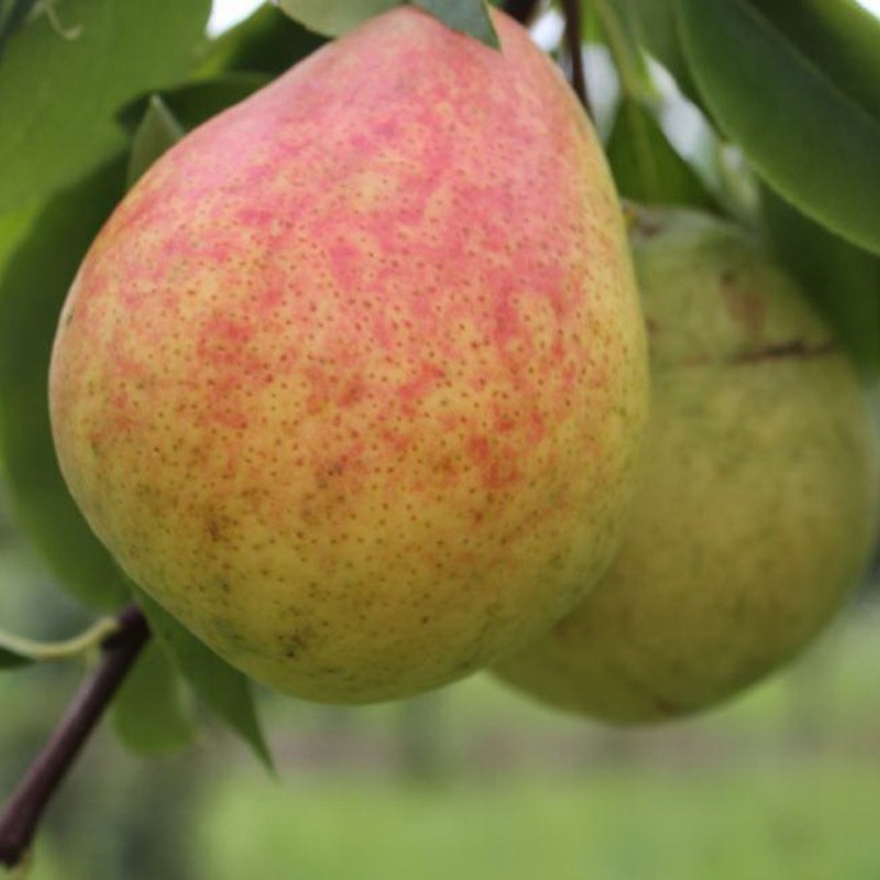 Груша Кокинская (Pyrus communis 'Kokinskaya')