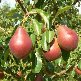Груша Нарядная Ефимова (Pyrus communis 'Naryadnaya Efimova')