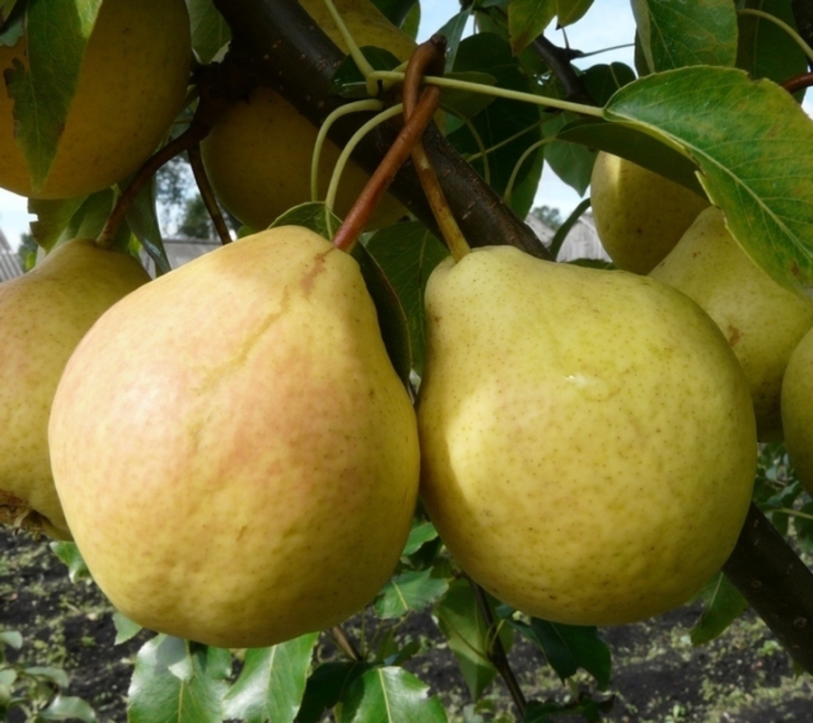 Груша Память Анзина (Pyrus communis 'Pamyat Anzina')