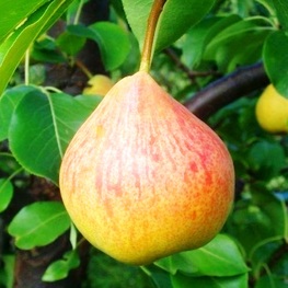 Груша Памяти Яковлева (Pyrus communis 'Pamyati Yakovleva')