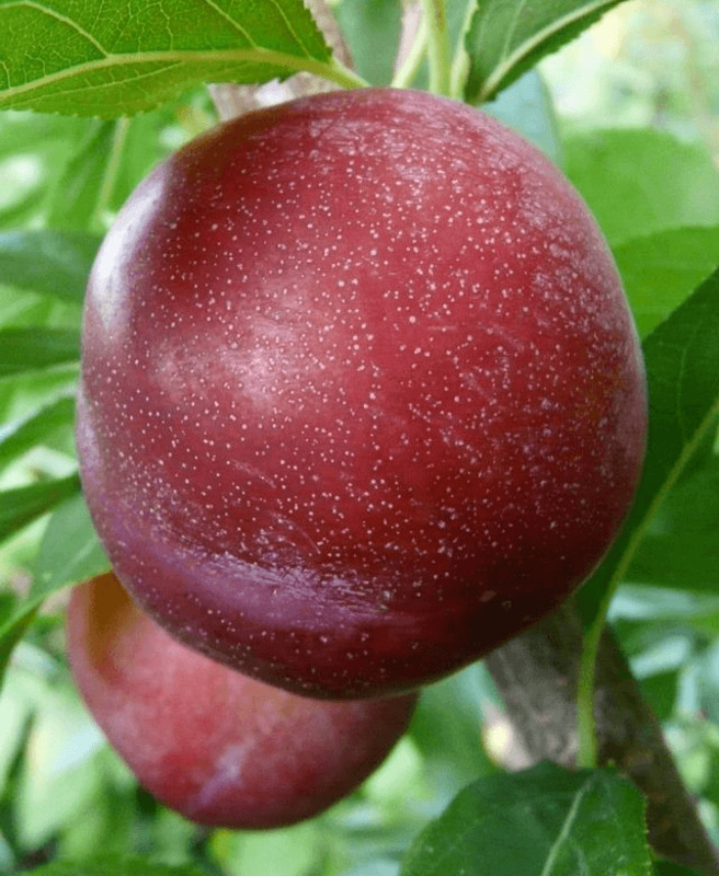 Слива китайская Аленушка (Prunus salicina 'Alyonushka')