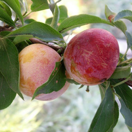 Слива домашняя Память Тимирязева (Prunus domestica 'Pamyat Timiryazeva')