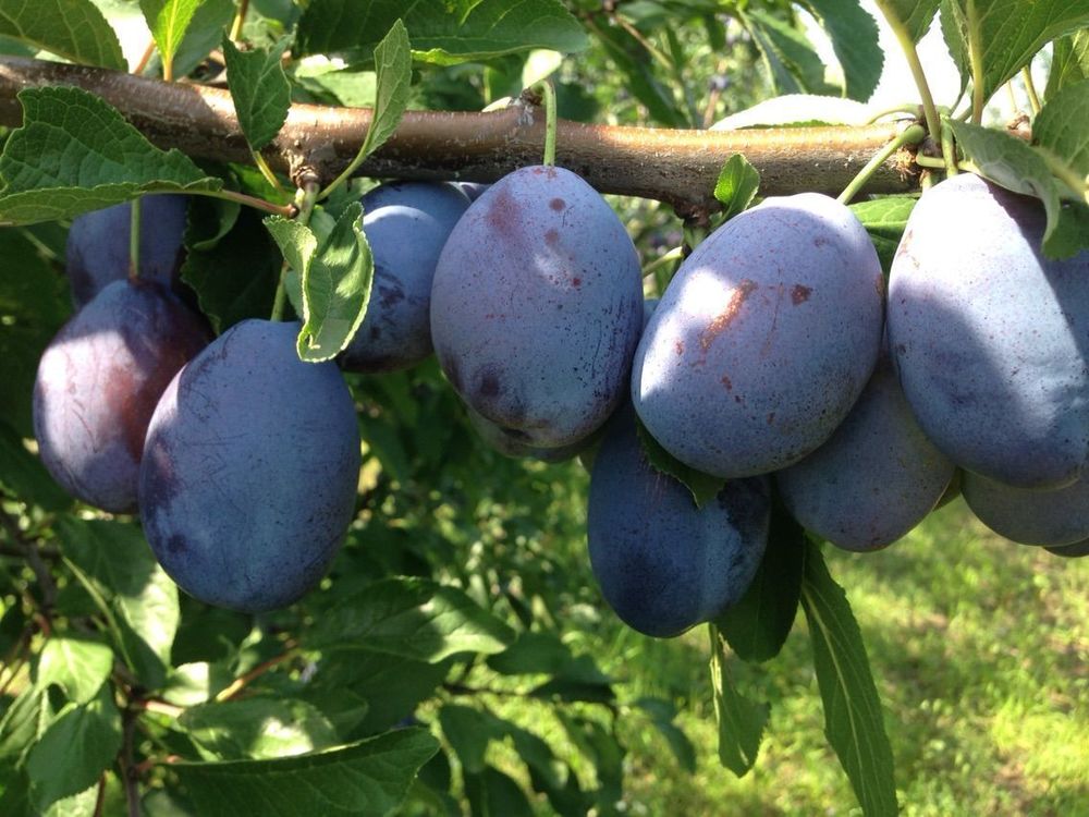Слива домашняя Стенли (Prunus domestica 'Stanley')