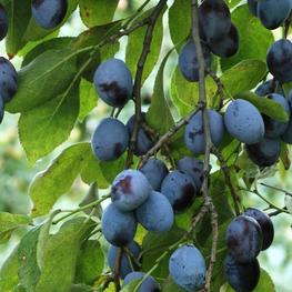 Слива Тульская Черная (Prunus domestica 'Tulskaya Chernaya')