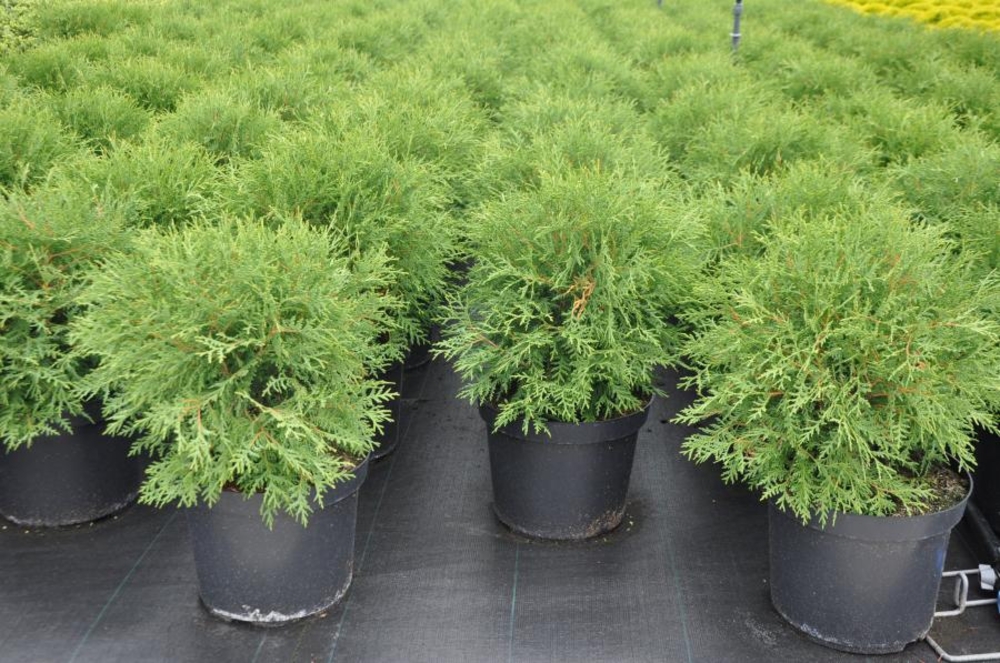Туя западная Вудварди (Thuja occidentalis 'Woodwardii')