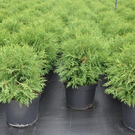 Туя западная Вудварди (Thuja occidentalis 'Woodwardii')