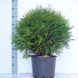 Туя западная Вудварди (Thuja occidentalis 'Woodwardii')