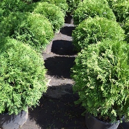 Туя западная Вудварди (Thuja occidentalis 'Woodwardii')