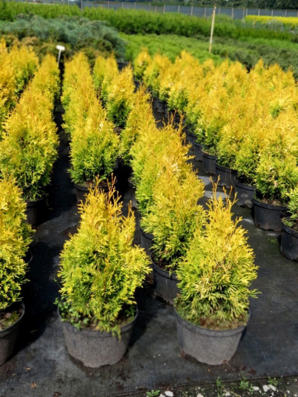 Туя западная Янтарь (Thuja occidentalis 'Jantar')