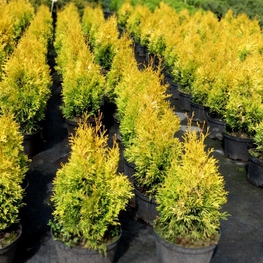 Туя западная Янтарь (Thuja occidentalis 'Jantar')