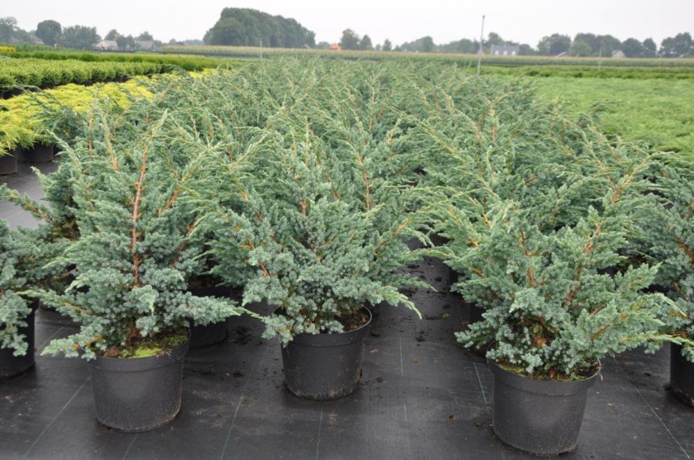 Можжевельник чешуйчатый Мейери (Juniperus squamata 'Meyeri')