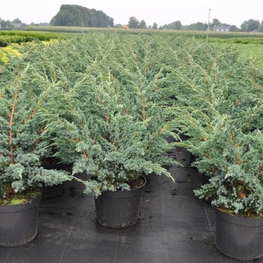 Можжевельник чешуйчатый Мейери (Juniperus squamata 'Meyeri')