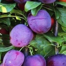 Слива колоновидная Империал (Prunus domestica 'Imperial')