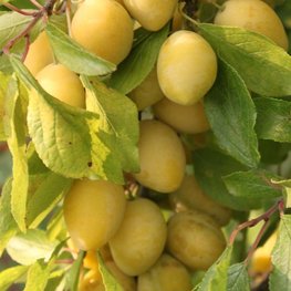 Слива колоновидная Мирабель (Prunus domestica 'Mirabelle')