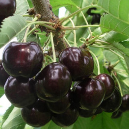 Черешня Ленинградская Черная (Prunus avium 'Leningradskaya Chernaya')