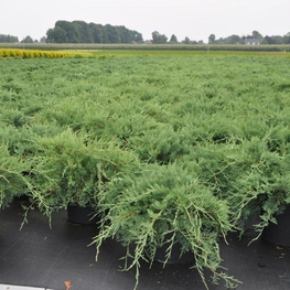 Можжевельник виргинский Грей Оул (Juniperus virginiana 'Grey Owl')