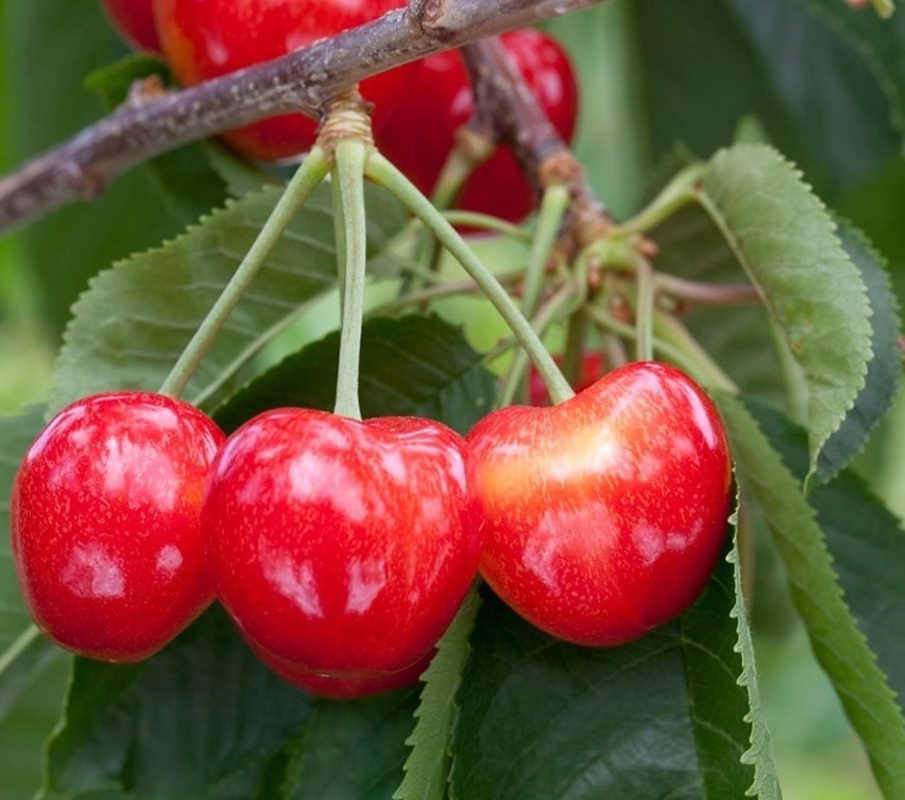 Черешня Рубиновая кубани (Prunus avium 'Rubinovaya Kubani')