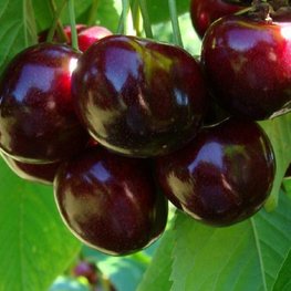 Черешня Теремошка (Prunus avium 'Teremoshka')