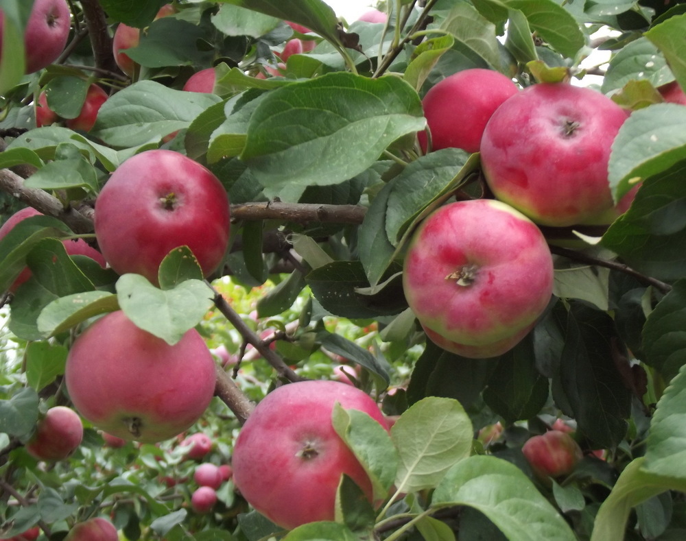 Яблоня Боровинка красная (Malus domestica 'Borovinka Krasnaya')