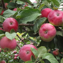 Яблоня Боровинка красная (Malus domestica 'Borovinka Krasnaya')