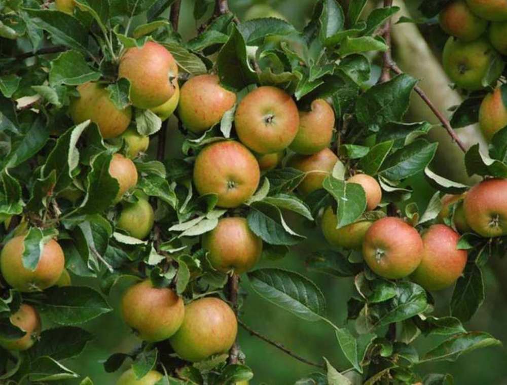 Яблоня Болотовское (Malus domestica 'Bolotovskoe')