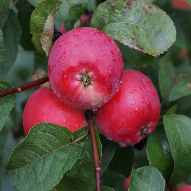 Яблоня Брусничное (Malus domestica 'Brusnichnoe')