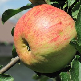 Яблоня Грушовка Московская (Malus domestica 'Grushovka Moskovskaya')