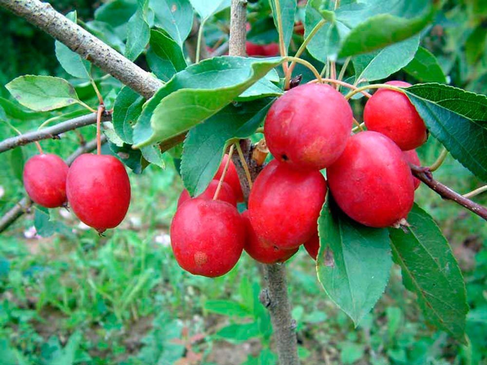 Яблоня Китайка Долго (Malus domestica 'Dolgo')