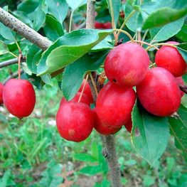 Яблоня Китайка Долго (Malus domestica 'Dolgo')