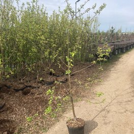 Яблоня Китайка Долго (Malus domestica 'Dolgo')