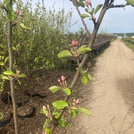 Яблоня Китайка Долго (Malus domestica 'Dolgo')