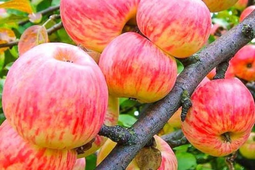 Яблоня Коричное полосатое (Malus domestica 'Korichnoe Polosatoe')