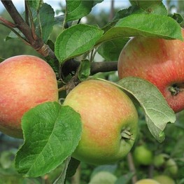 Яблоня Конфетное (Malus domestica 'Konfetnoe')