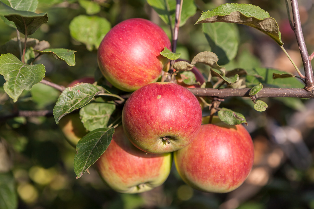 Яблоня Красавица сада (Malus domestica 'Krasavitsa Sada')