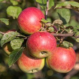 Яблоня Красавица сада (Malus domestica 'Krasavitsa Sada')
