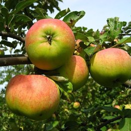 Яблоня Орловим (Malus domestica 'Orlovim')