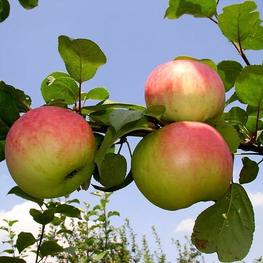 Яблоня Память Воину (Malus domestica 'Pamyat Voinu')