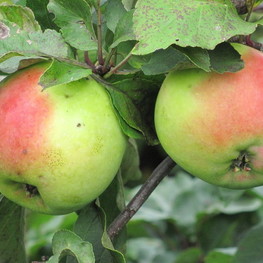 Яблоня Северный Синап (Malus domestica 'Severniy Sinap')