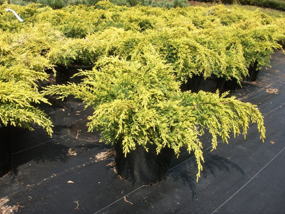 Можжевельник средний Голд Стар (Juniperus x pfitzeriana 'Gold Star')