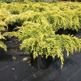 Можжевельник средний Голд Стар (Juniperus x pfitzeriana 'Gold Star')