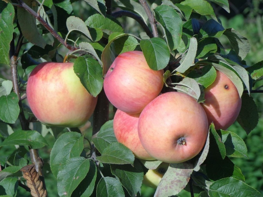Яблоня Услада (Malus domestica 'Uslada')