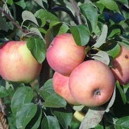 Яблоня Услада (Malus domestica 'Uslada')