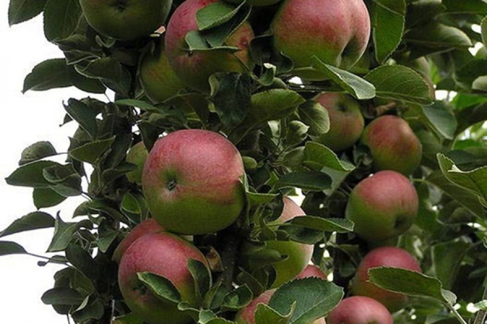 Яблоня колоновидная Арбат (Malus domestica 'Arbat')