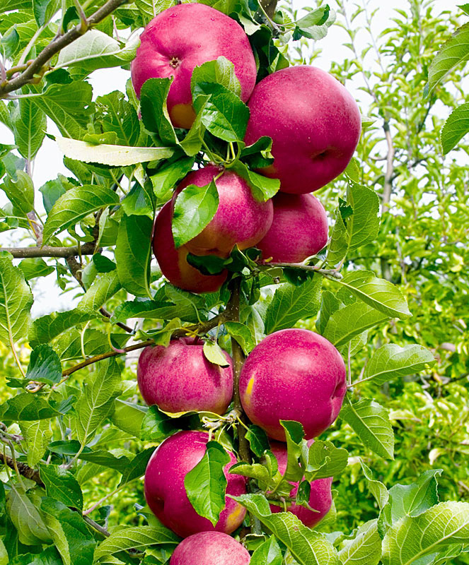 Яблоня колоновидная Джин (Malus domestica 'Dzhin')