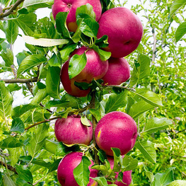 Яблоня колоновидная Джин (Malus domestica 'Dzhin')