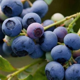 Голубика Эрлиблю (Vaccinium corymbosum 'Earliblue')