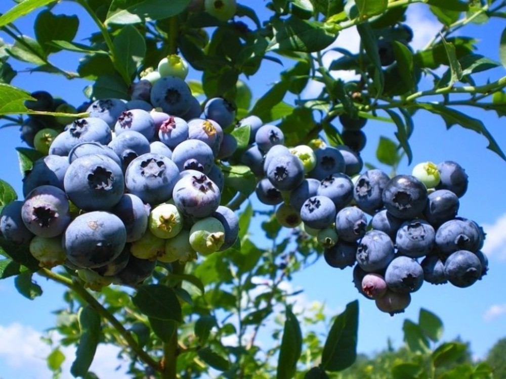 Голубика Блюрей (Vaccinium corymbosum 'Blueray')
