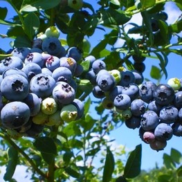 Голубика Блюрей (Vaccinium corymbosum 'Blueray')